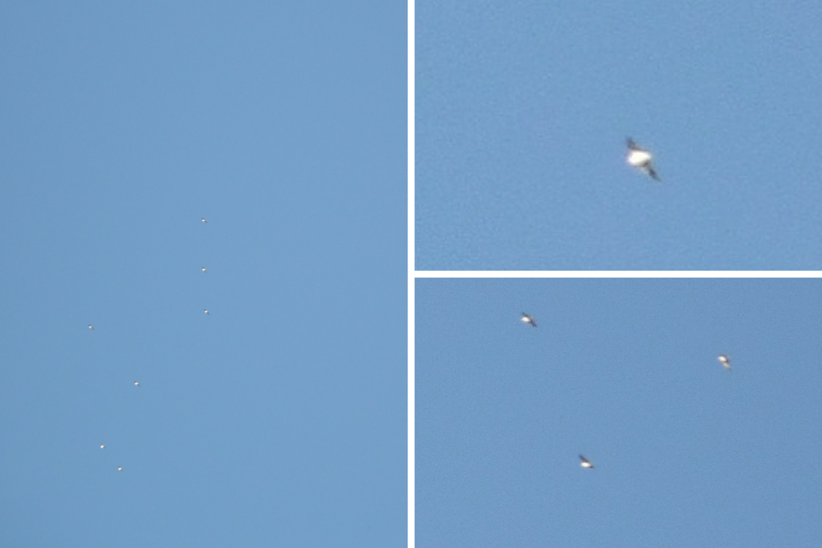 3x-zoom-ufos.png