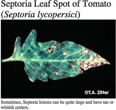 Tomato_Septoria-large_lesions-20130814-091924.jpg