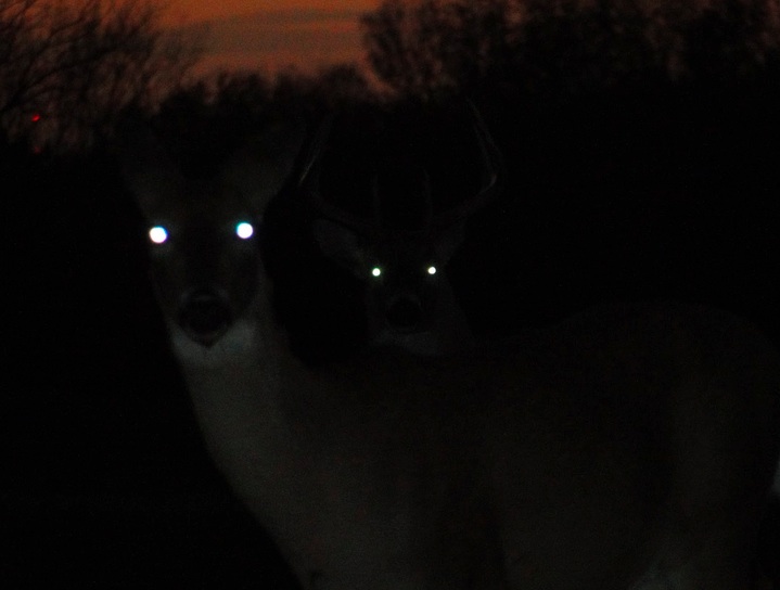 deer_eyes_at_night_-_Google_Search-20131110-091522.jpg