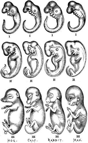 the various stages of development in humans Human development is the process of becoming mature, both physically and emotionally this process takes many years and a person goes through many different growth stages to reach adulthood, the final stage of development. the various stages of development in humans Human development is the process of becoming mature, both physically and emotionally this process takes many years and a person goes through many different growth stages to reach adulthood, the final stage of development.