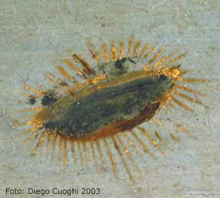 Detail of the 'UFO' cloud from the Palazzo Vecchio Madonna with Saint Giovannino, showing surviving fragments of gold-leaf rays around the rim.